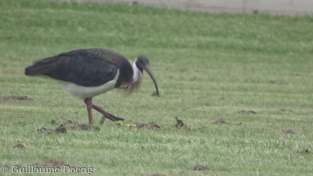 Straw-necked Ibis - ML380820481