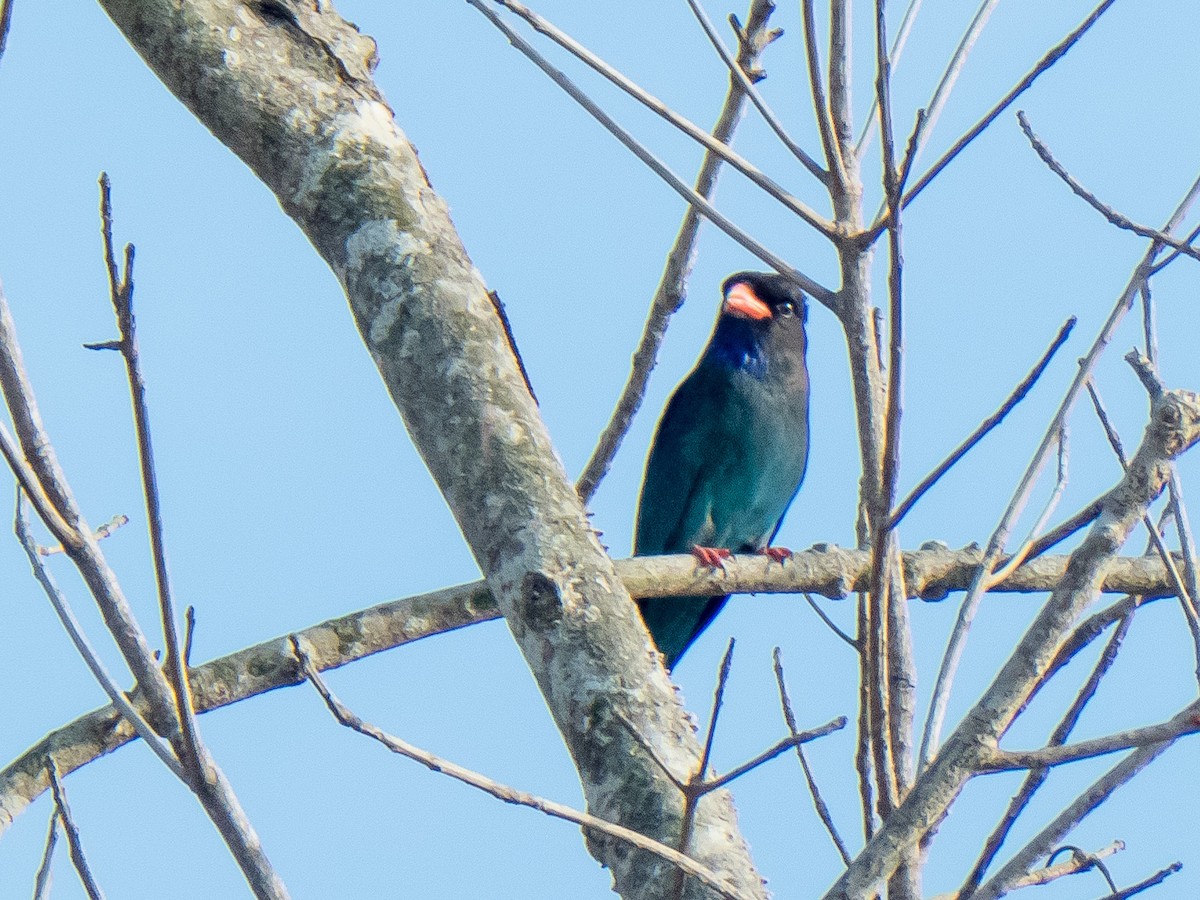 Dollarbird - ML380821871