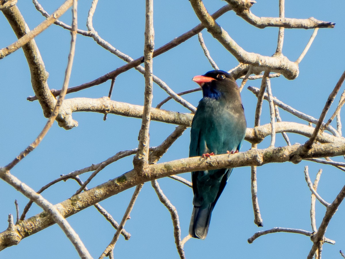 Dollarbird - ML380822141