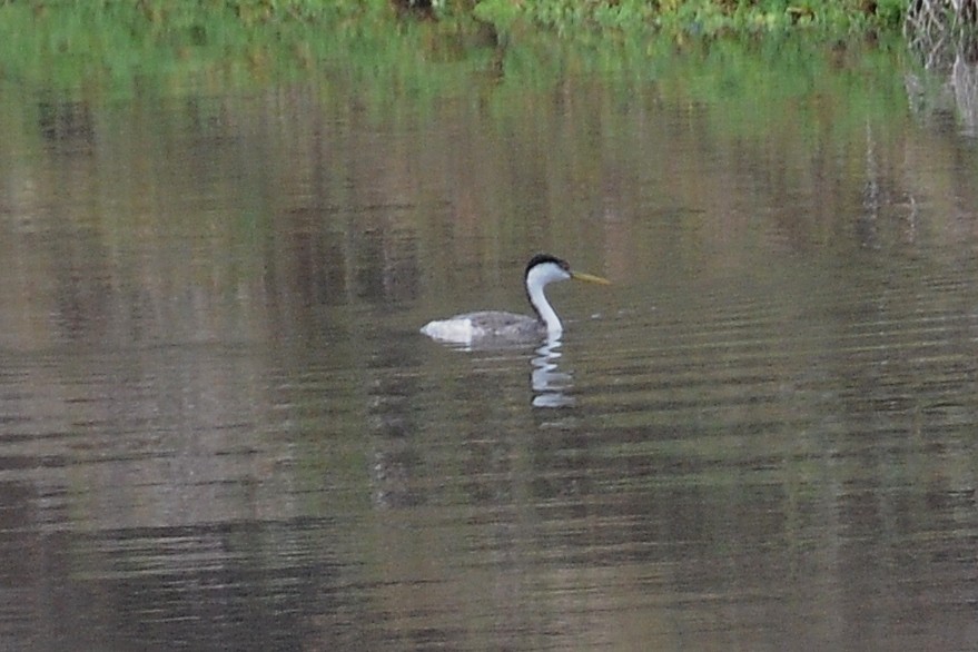 Clark's Grebe - ML38082331