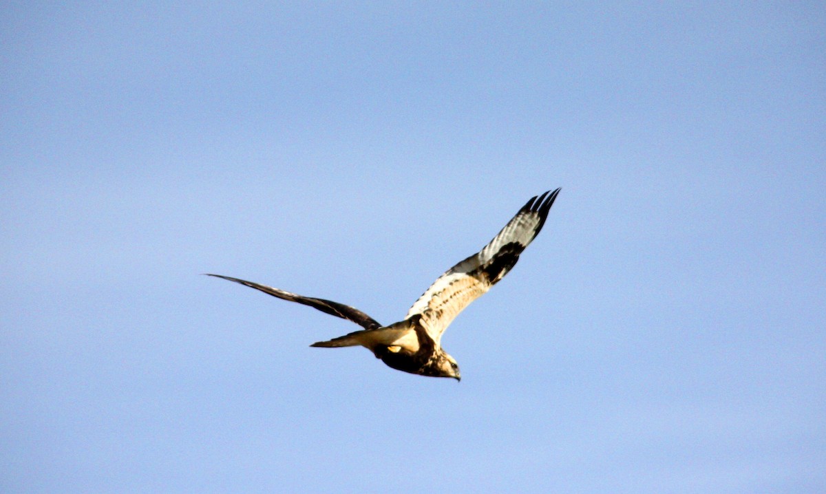 Rough-legged Hawk - ML38082341