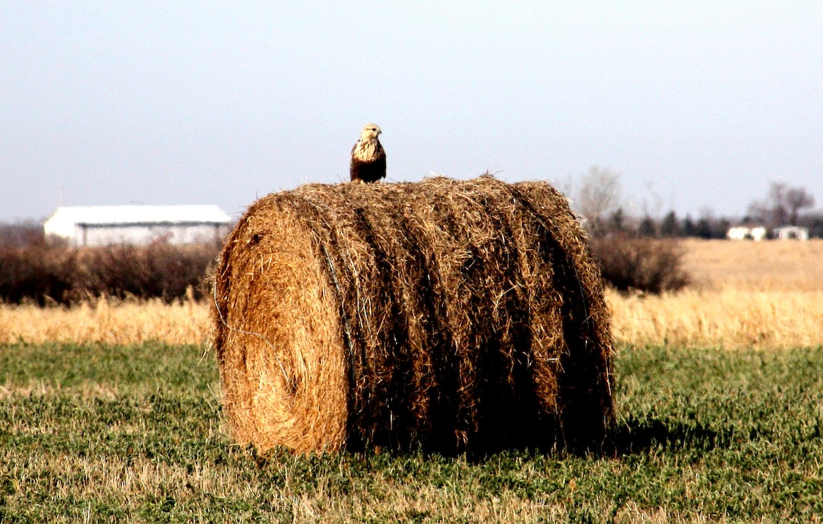 Rough-legged Hawk - ML38082551