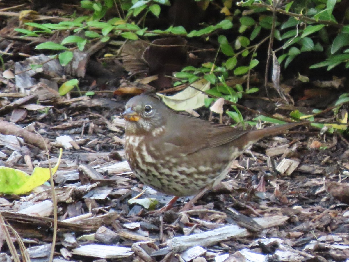 Fox Sparrow - ML380826401