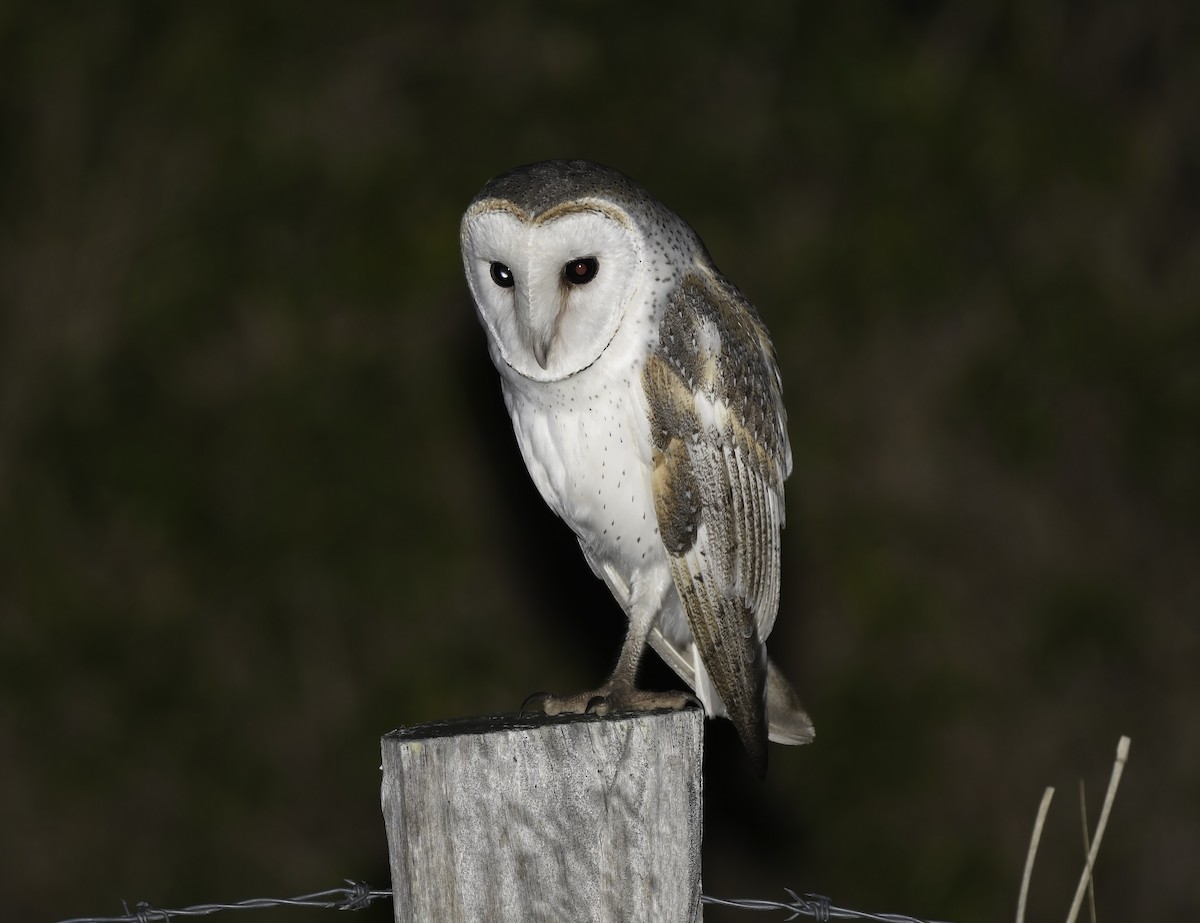 Barn Owl (Eastern) - ML380827021