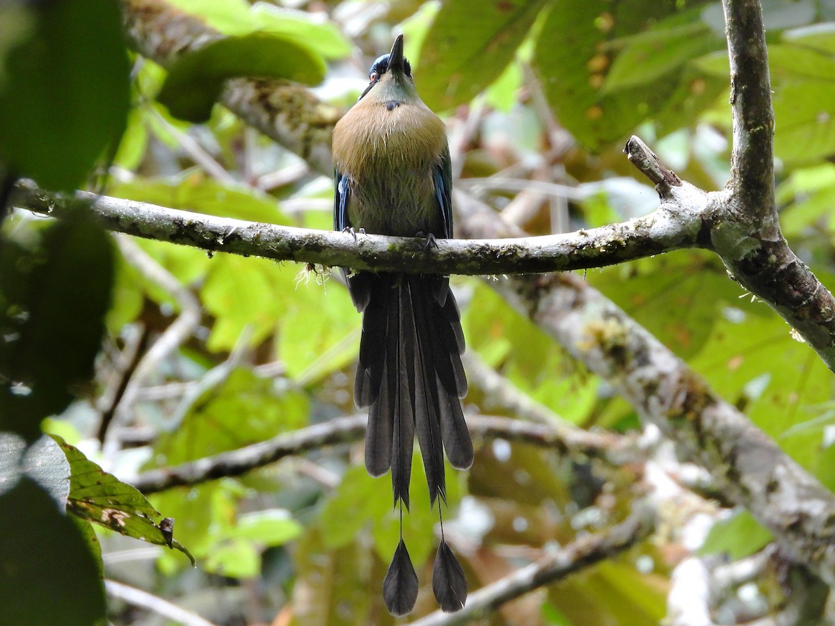 Motmot d'Équateur - ML380827281