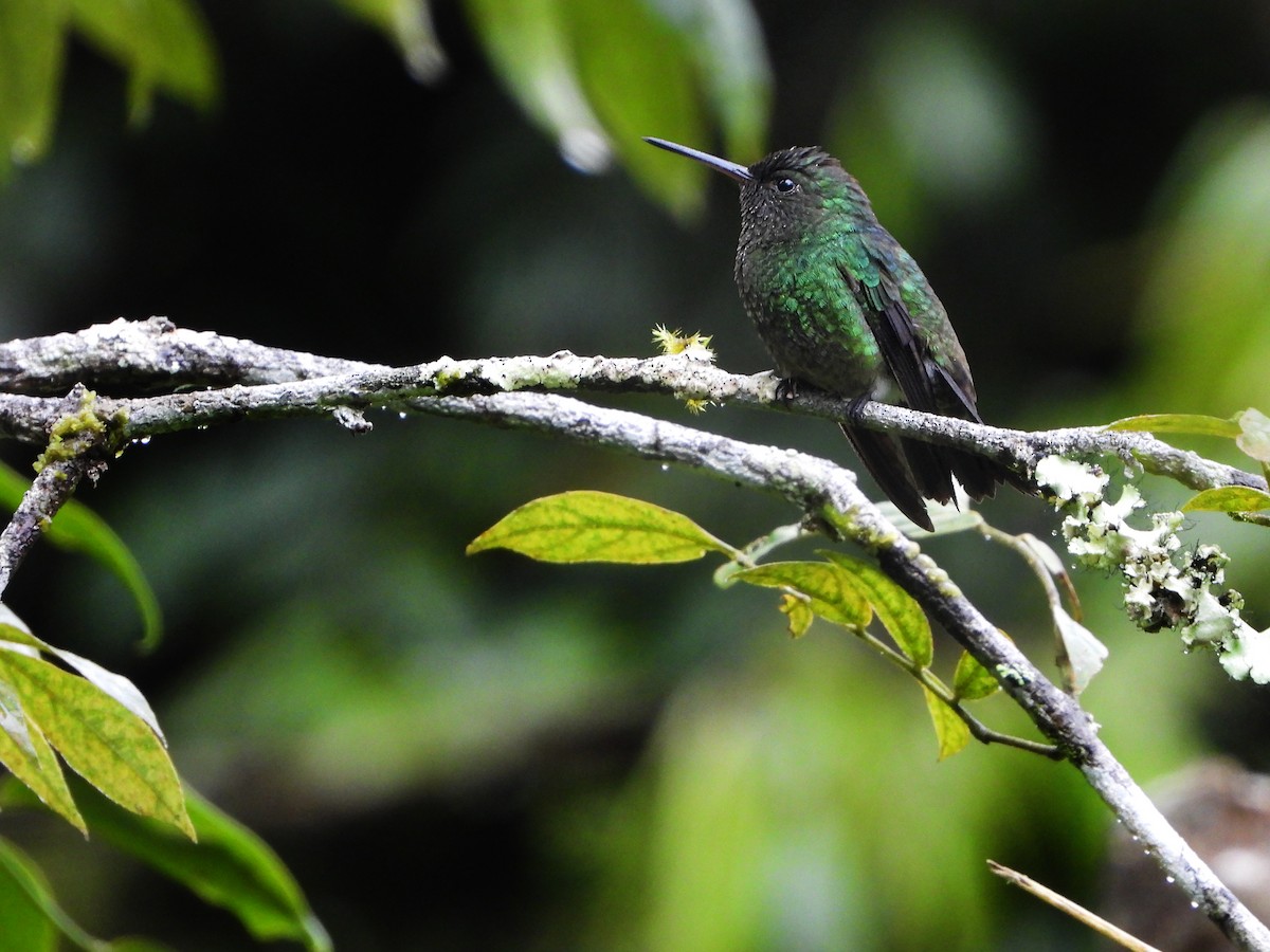 Steely-vented Hummingbird - ML380828551