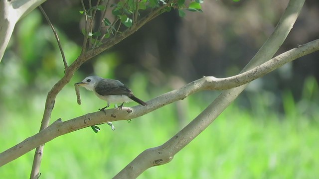 White-headed Marsh Tyrant - ML380828731