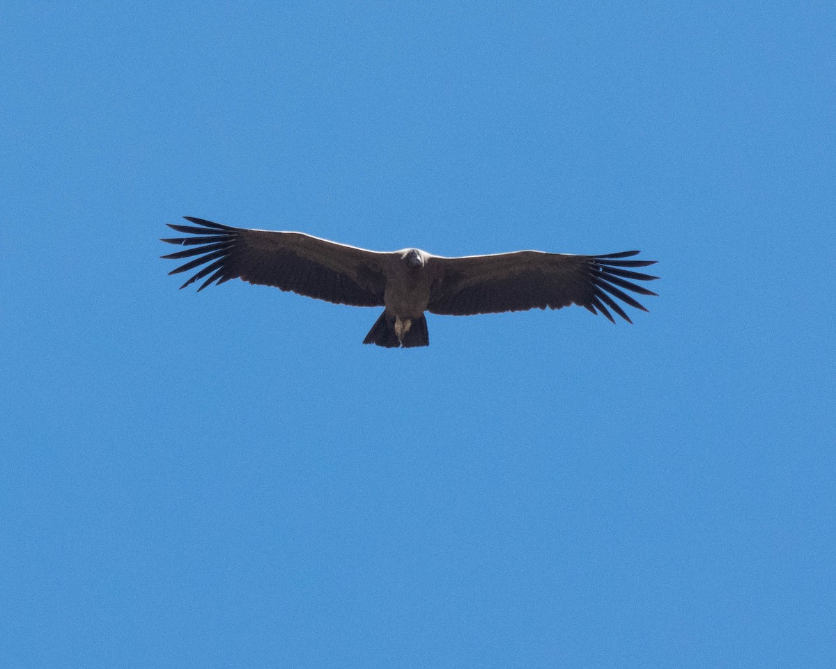 Cóndor Andino - ML380828801