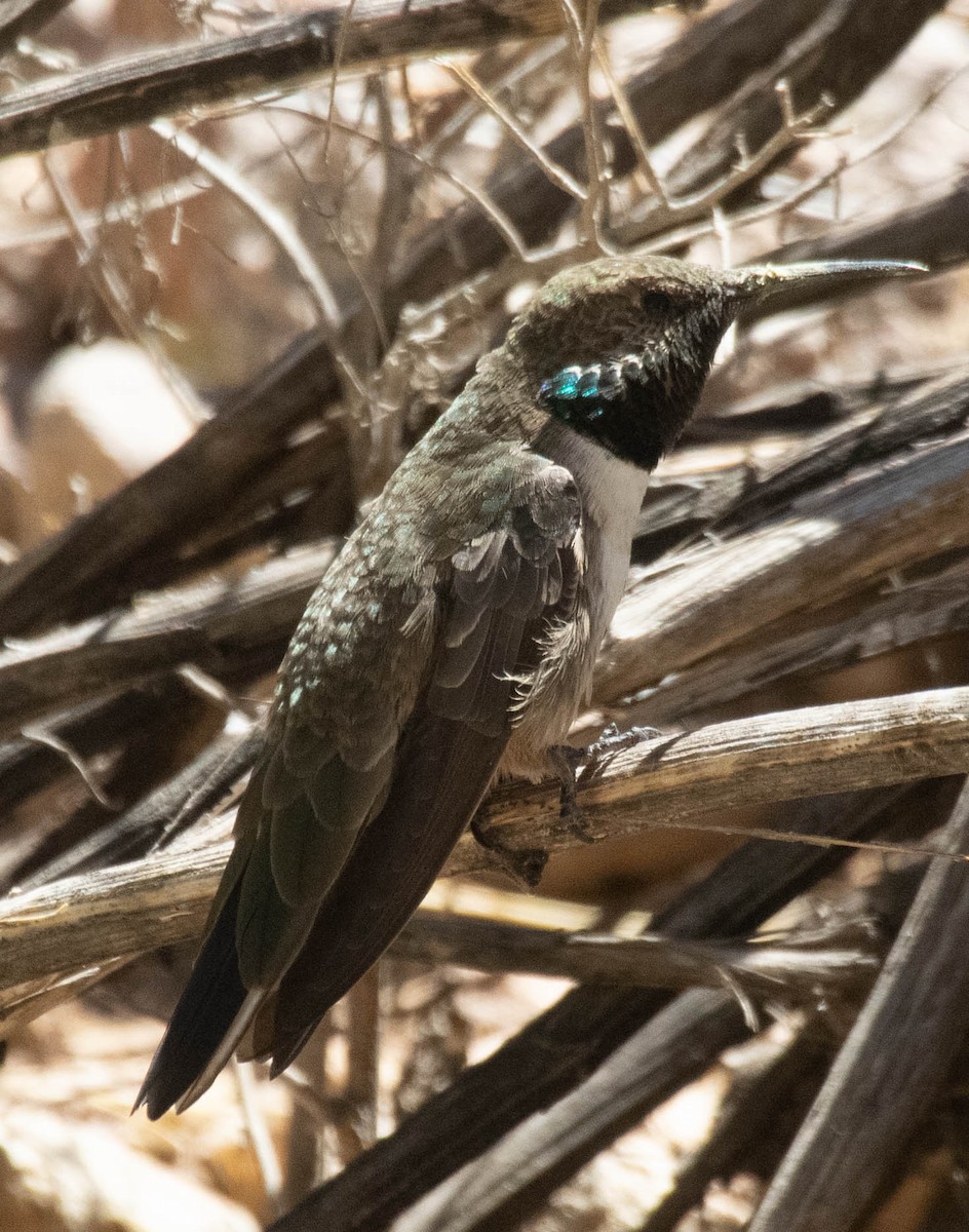 Colibrí Puneño - ML380829781