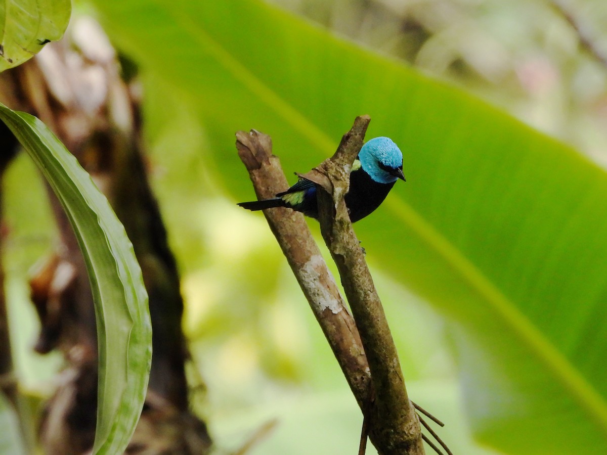 Tangara Cabeciazul - ML380830071