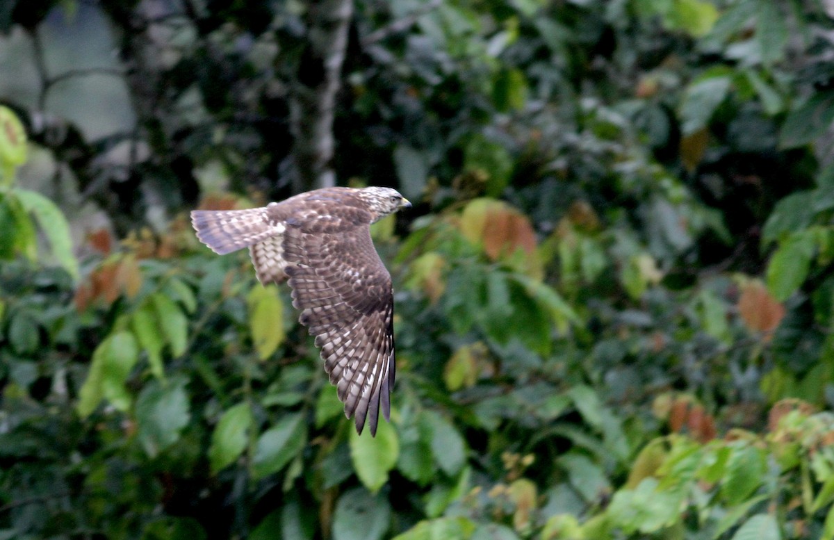 Broad-winged Hawk - ML38083021