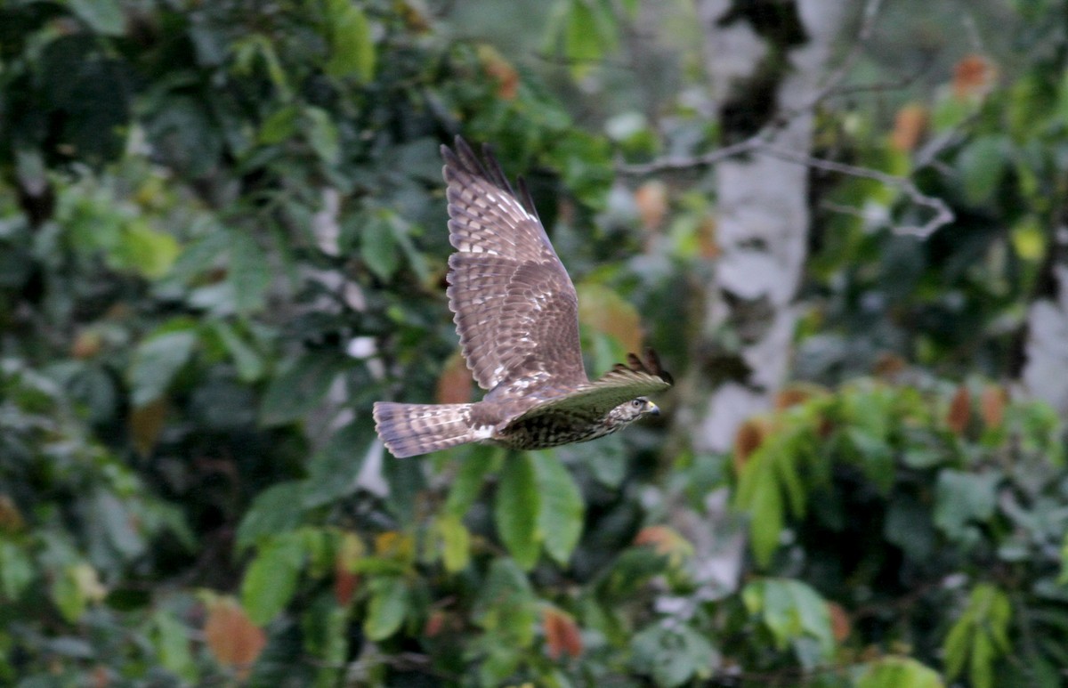 Broad-winged Hawk - ML38083061