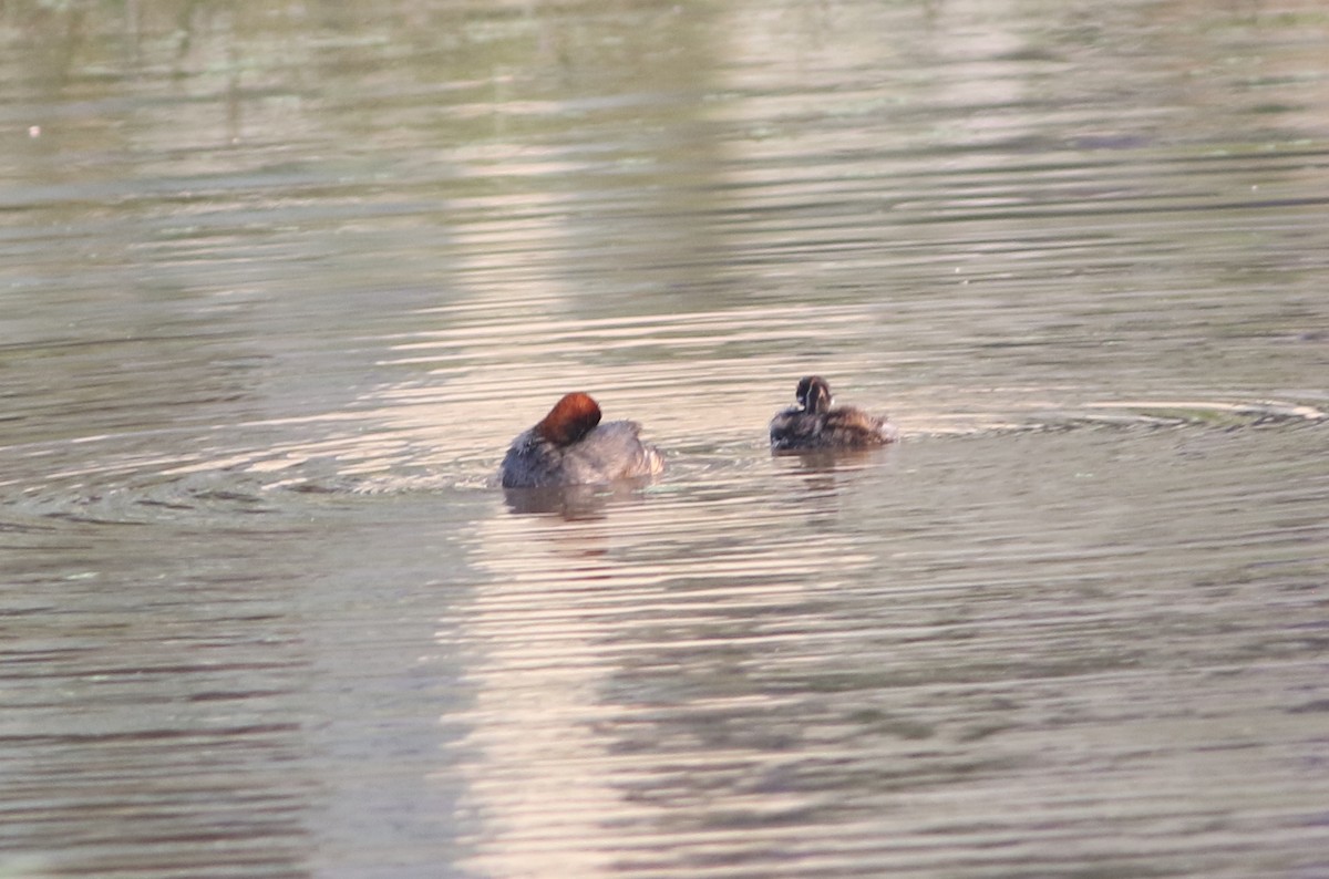 Little Grebe - Gowthama Poludasu