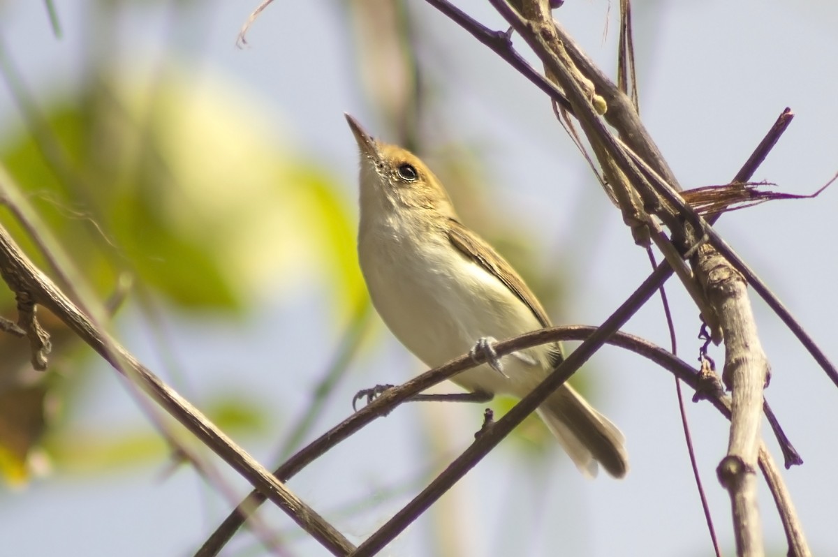 Fulvous-faced Scrub-Tyrant - Jorge Bedoya