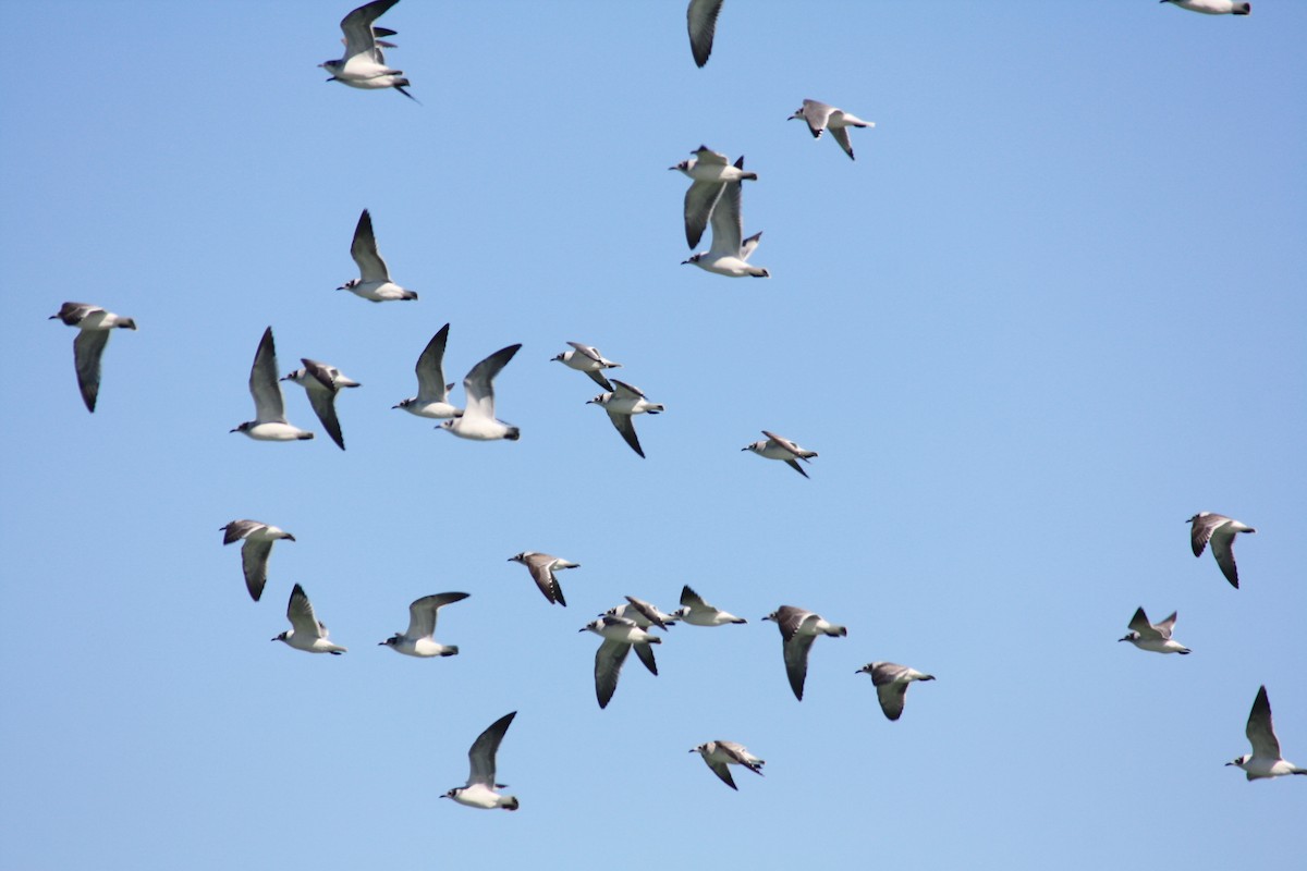 Franklin's Gull - ML380832031