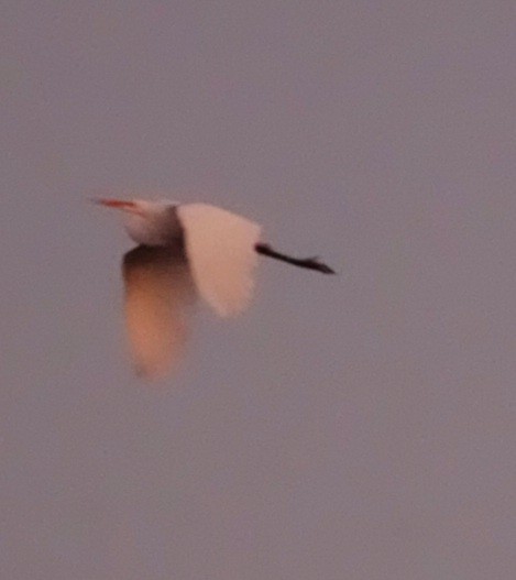 Great Egret - ML380832241