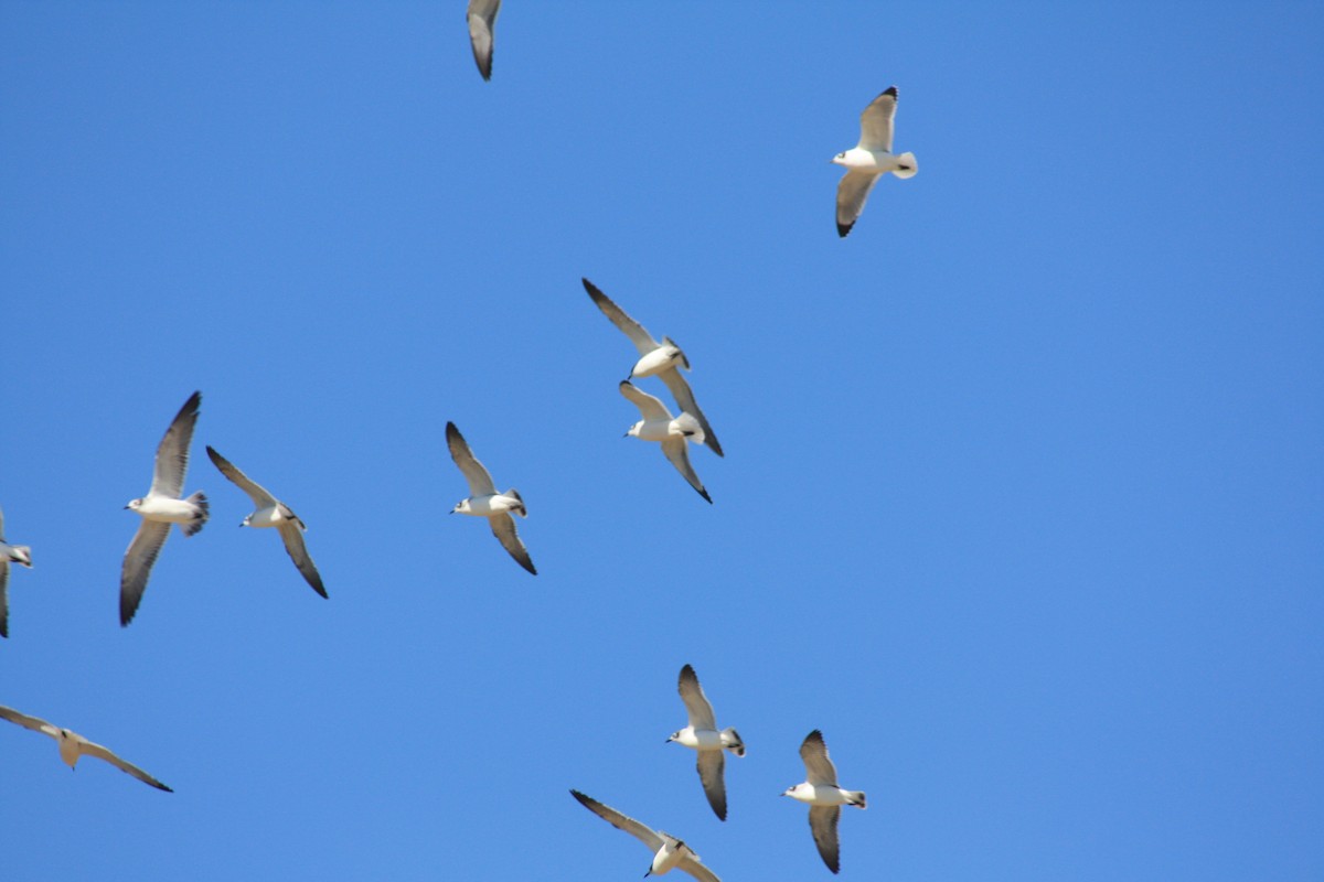 Mouette de Franklin - ML380832501