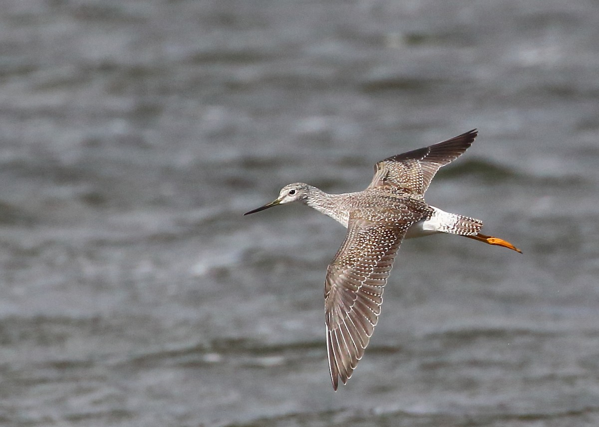 Greater Yellowlegs - Bruce Robinson