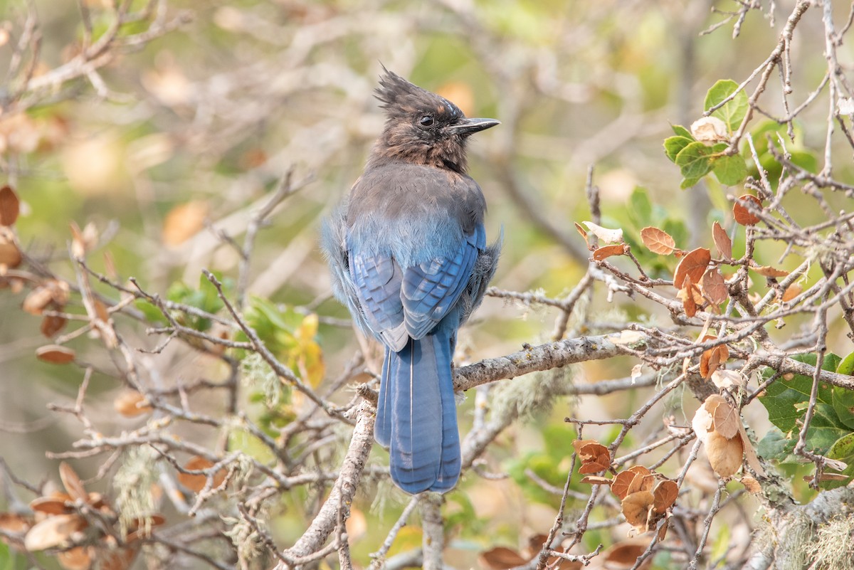 Steller's Jay (Coastal) - ML380833121