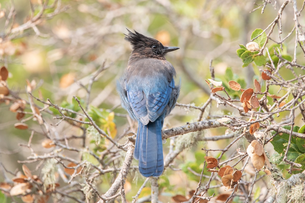 Steller's Jay (Coastal) - ML380833161