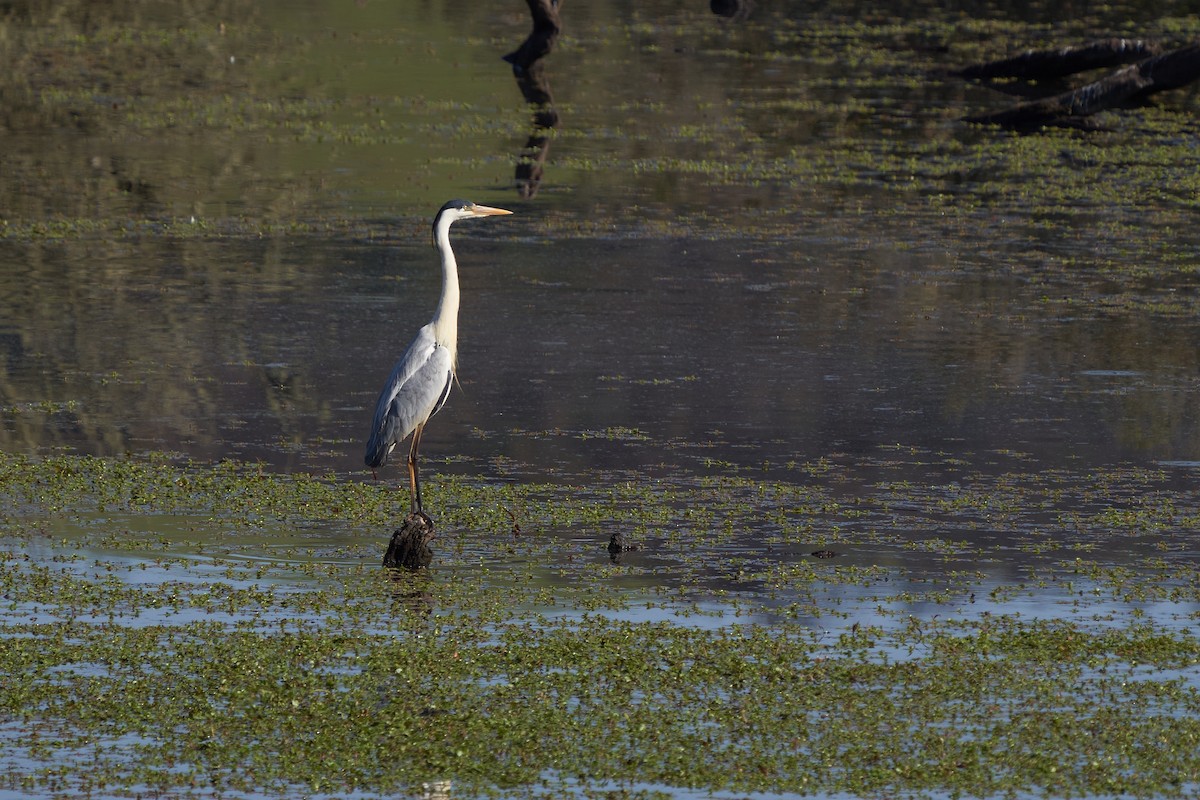 Cocoi Heron - Hederd Torres García