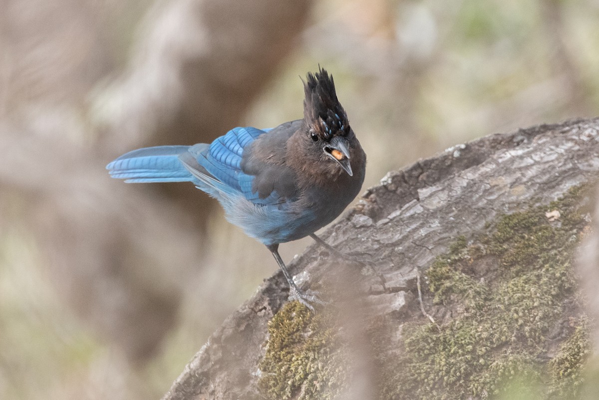 Steller's Jay (Coastal) - ML380833271