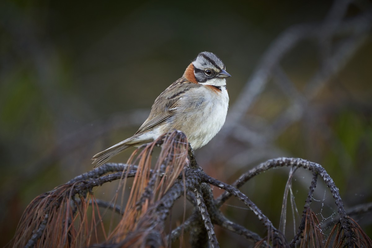 Rufous-collared Sparrow - Hederd Torres García