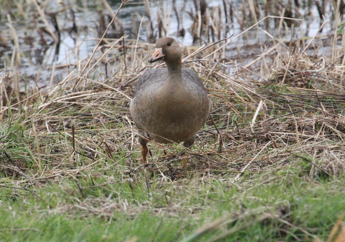 Greater White-fronted Goose - ML380833911