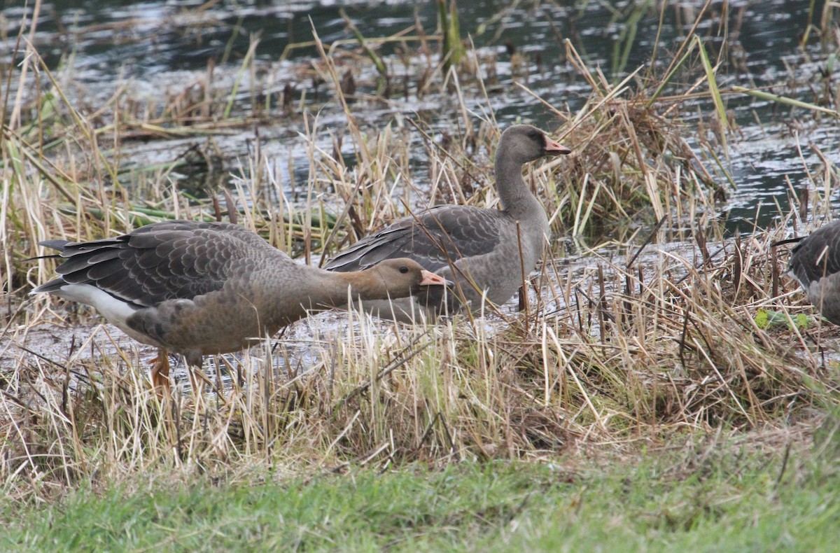 Greater White-fronted Goose - Carl Hughes