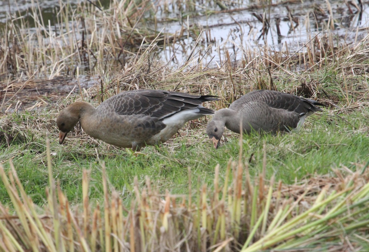 Greater White-fronted Goose - ML380833941