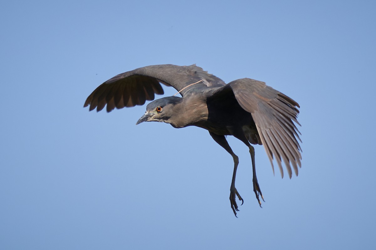 Black-crowned Night Heron - Hederd Torres García