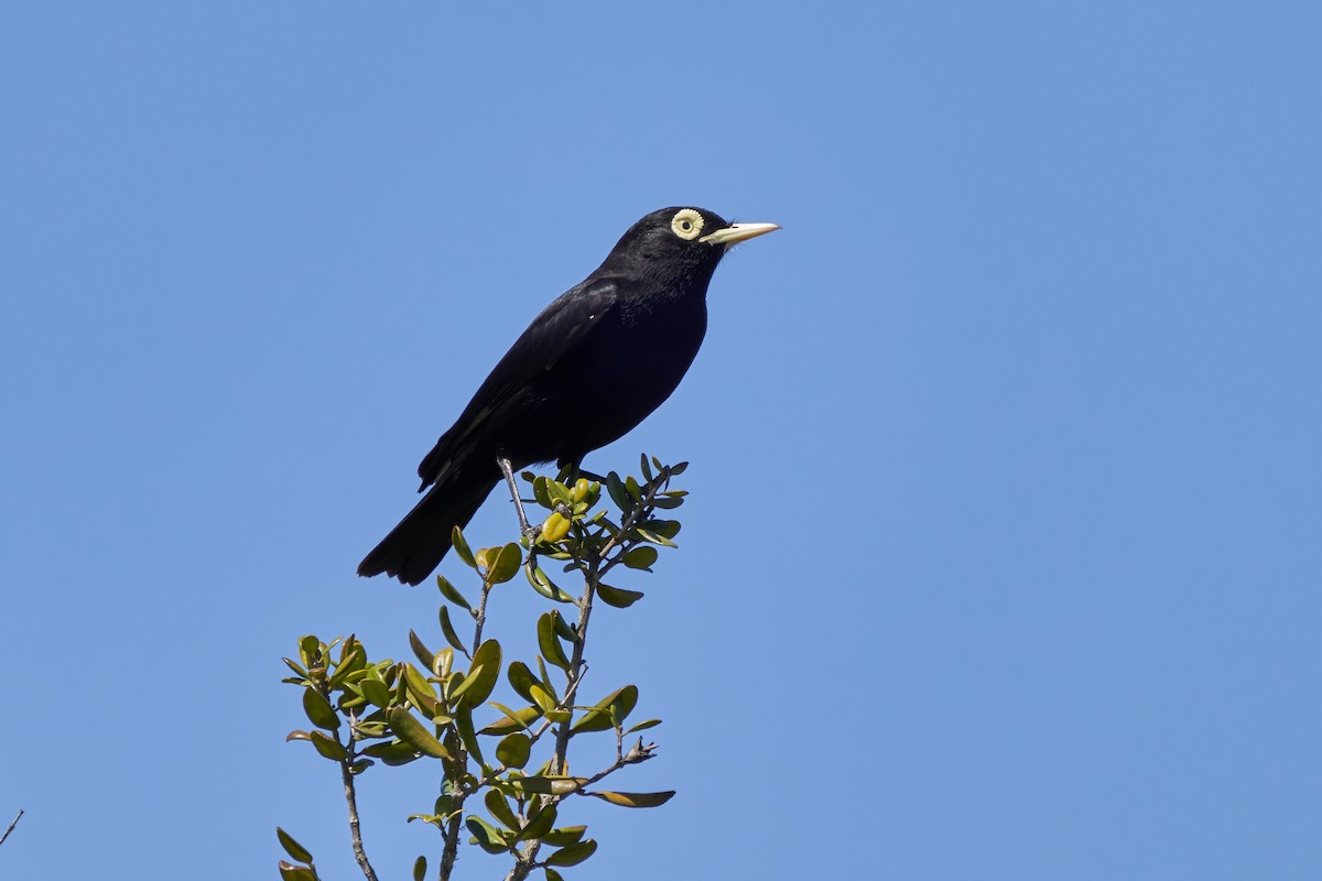 Spectacled Tyrant - Hederd Torres García