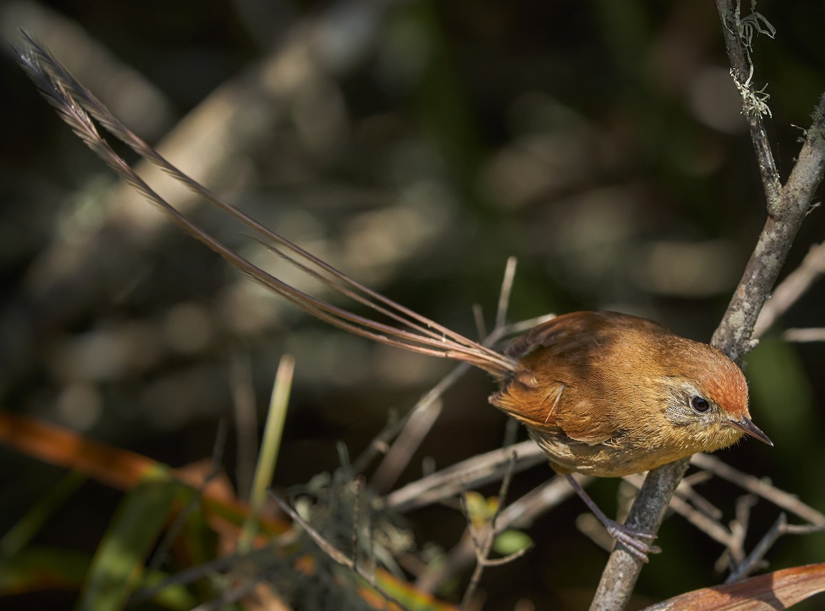 Tijeral Colilargo - ML380835201