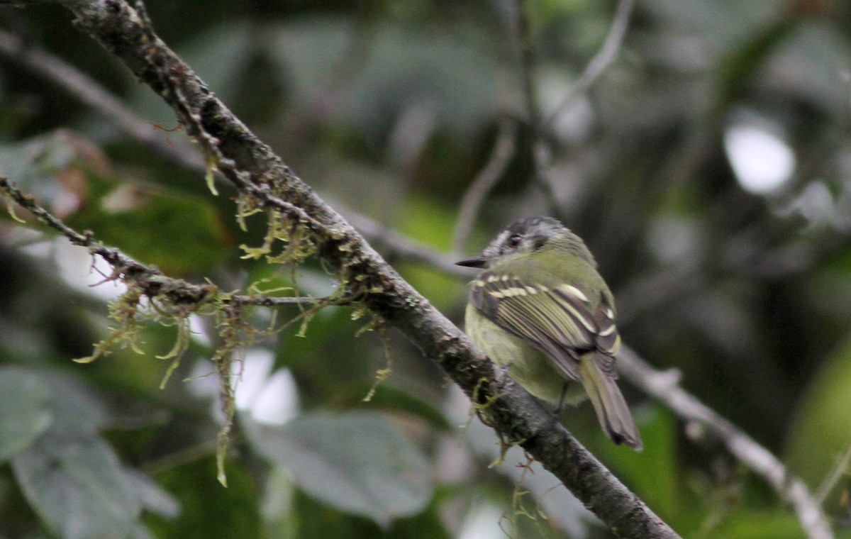 Slaty-capped Flycatcher - ML38083601