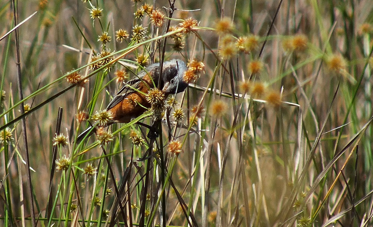 Dark-throated Seedeater - ML38083701