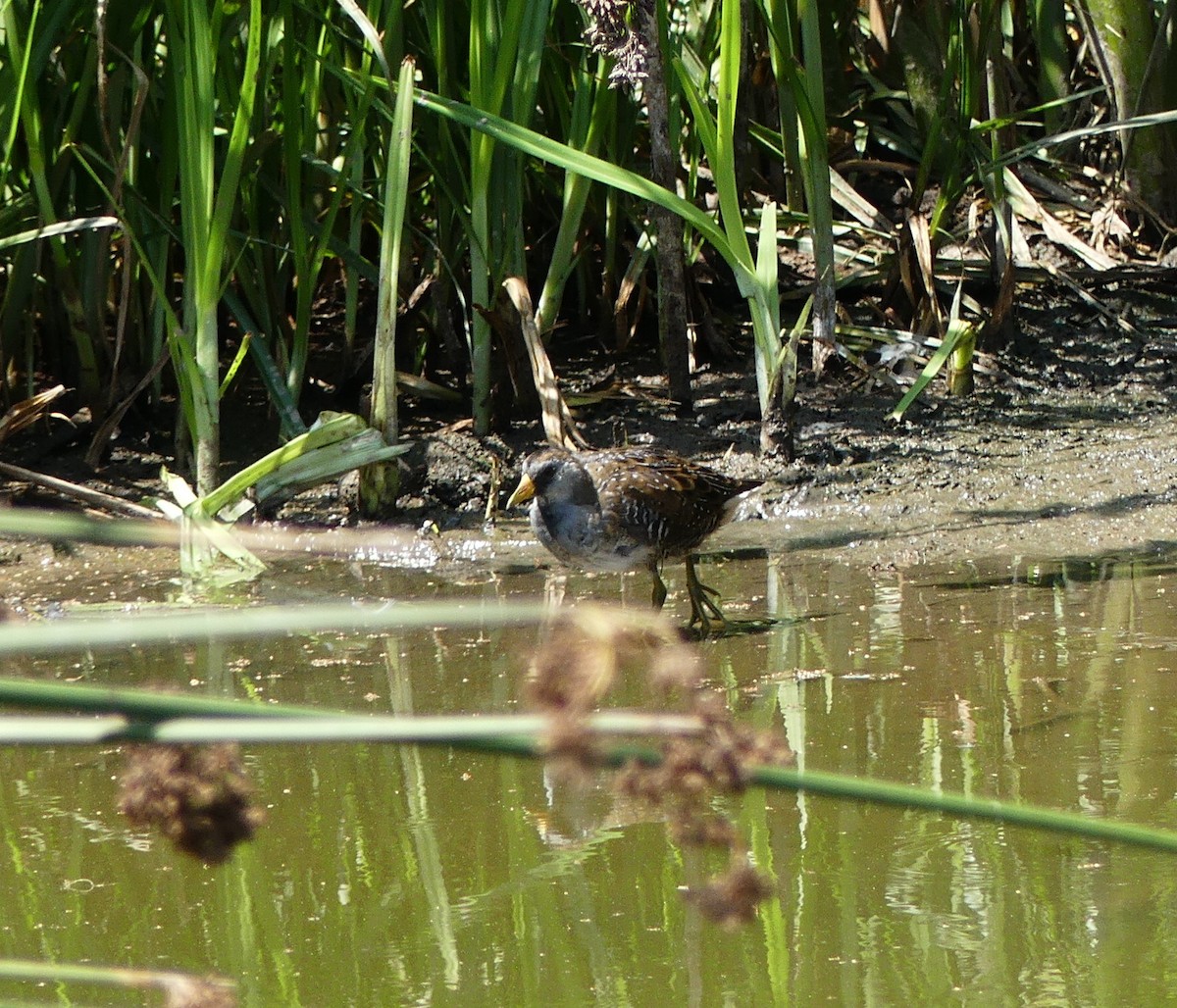 Sora - Brett Badeaux