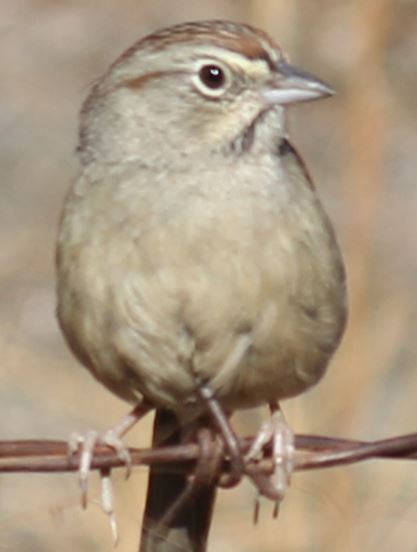 Rufous-crowned Sparrow - ML380837501