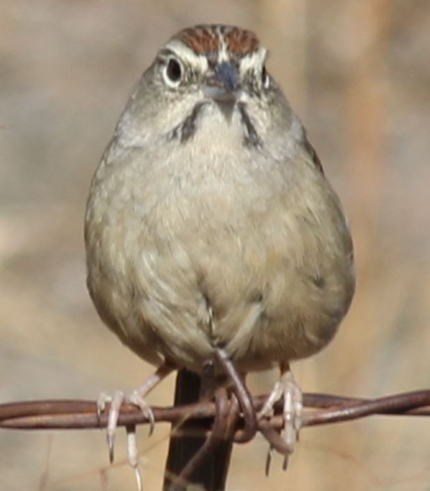 Rufous-crowned Sparrow - ML380837511