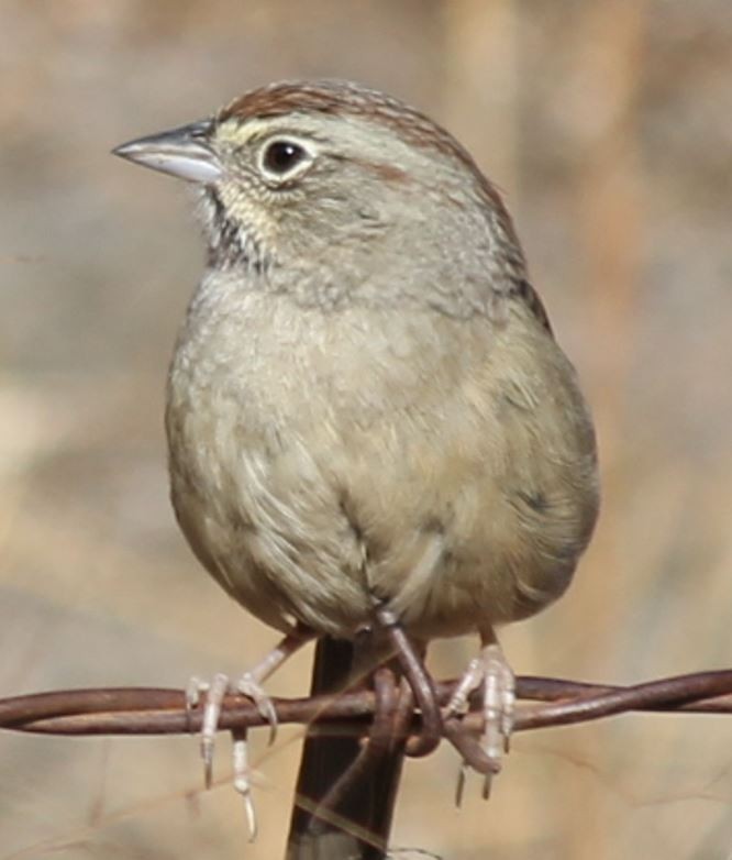 Rufous-crowned Sparrow - ML380837521