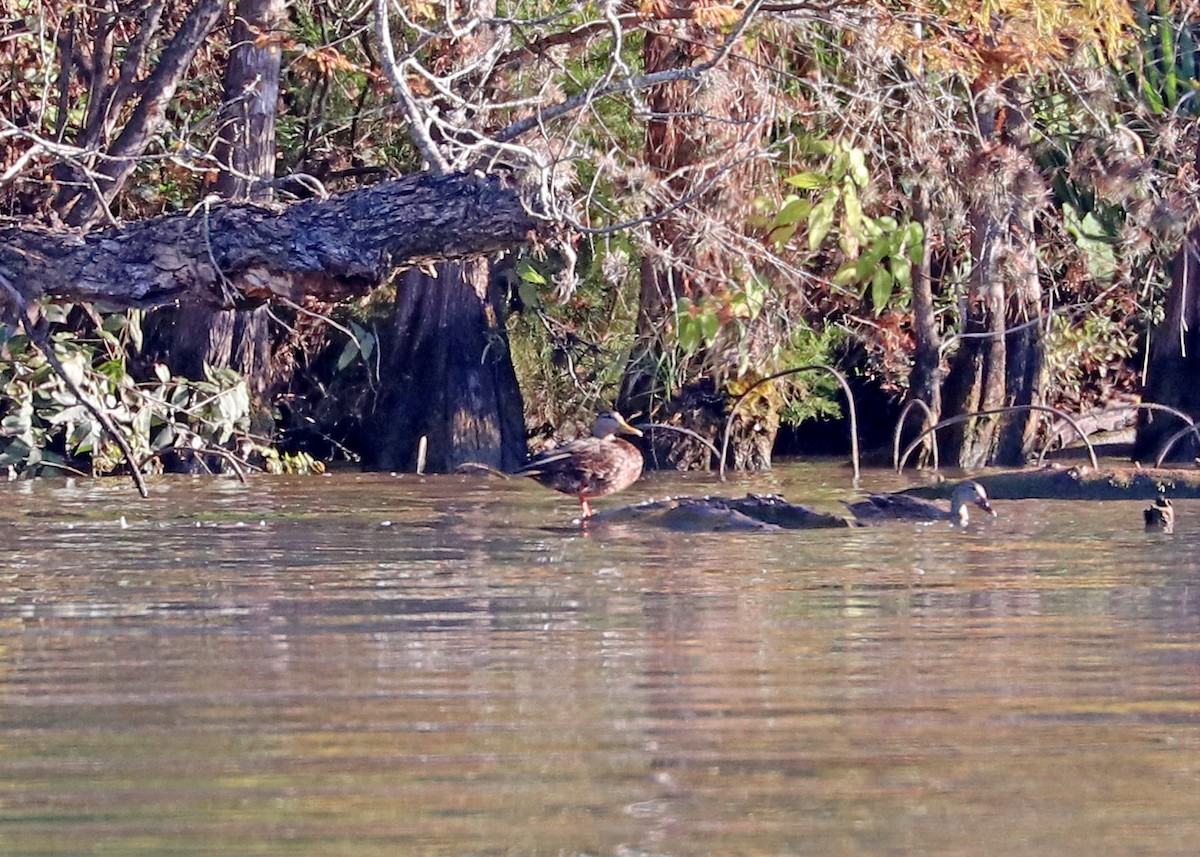 Mottled Duck - ML380838821