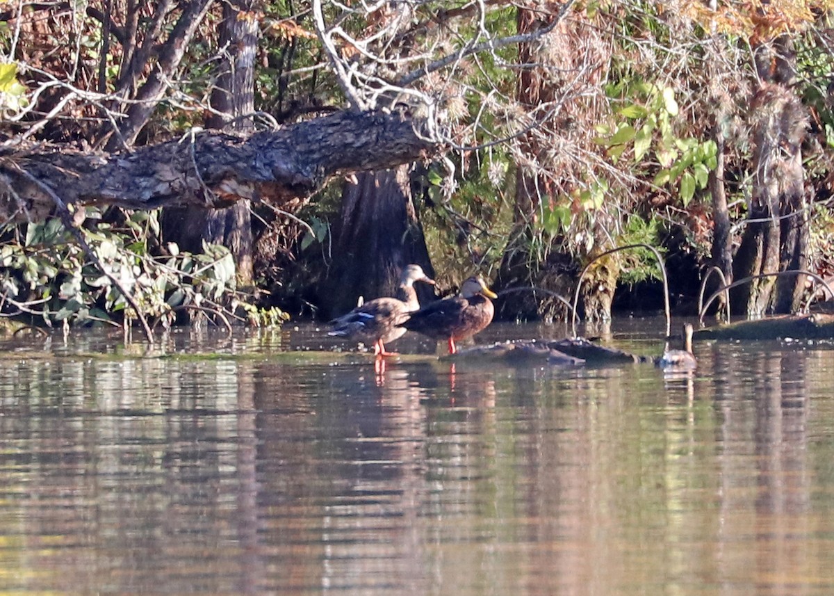 Mottled Duck - ML380838831