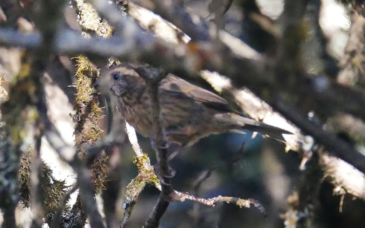 Pink-browed Rosefinch - ML380839121