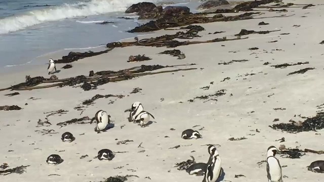 Pingüino de El Cabo - ML380842051