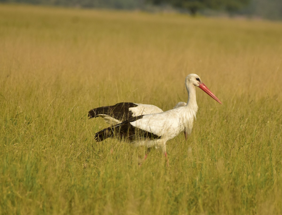 White Stork - Arun Nair