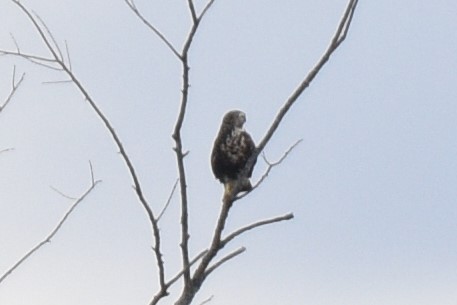 Swainson's Hawk - Jacob Crawford