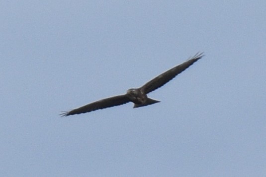 Swainson's Hawk - ML380844881