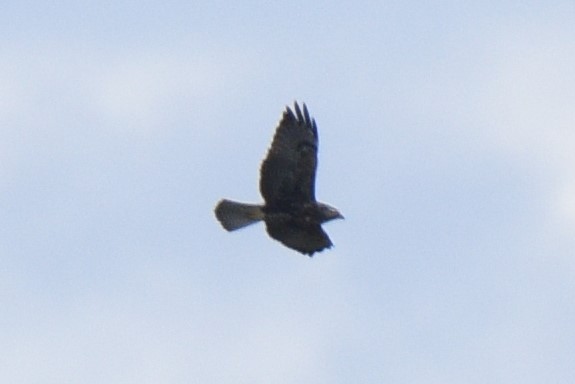 Swainson's Hawk - ML380844891