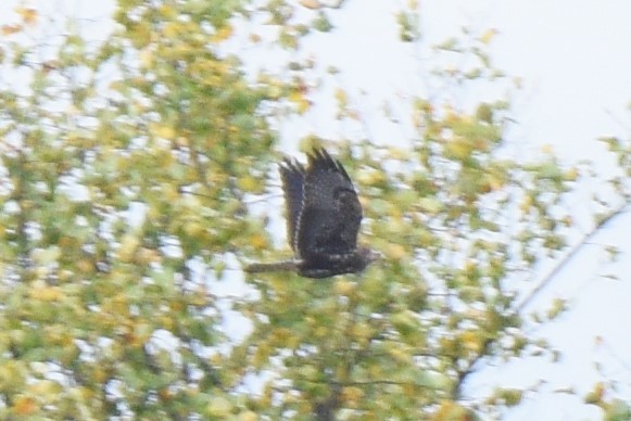 Swainson's Hawk - ML380844911