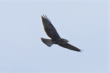 Swainson's Hawk - ML380844921