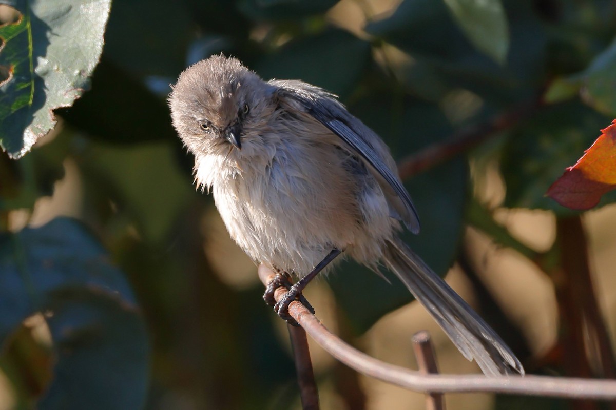 Bushtit - ML380846491